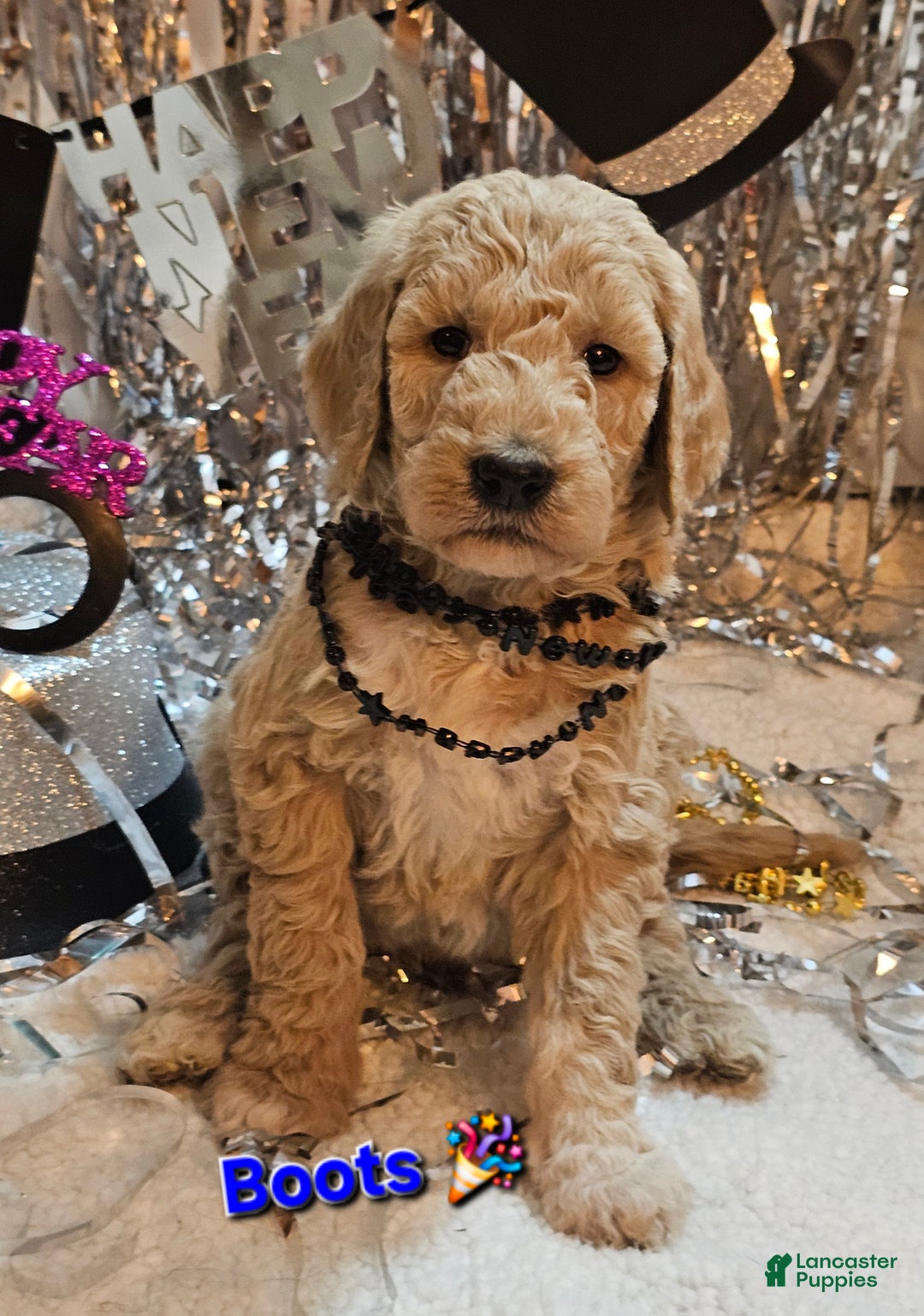 Goldendoodle dogs for sale: Boots  - Ad 1
