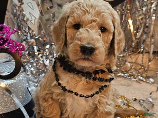 Goldendoodle dogs Boots - Ad 3