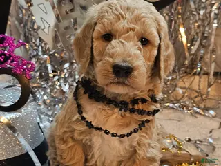 Goldendoodle dogs Boots - Ad 11