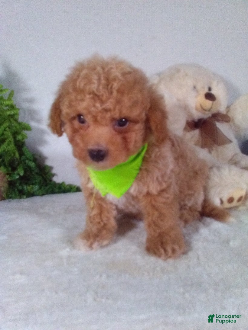 Bichpoo dogs Jax - Ad 1