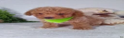 Bichpoo dogs for sale: Jax - Ad 1