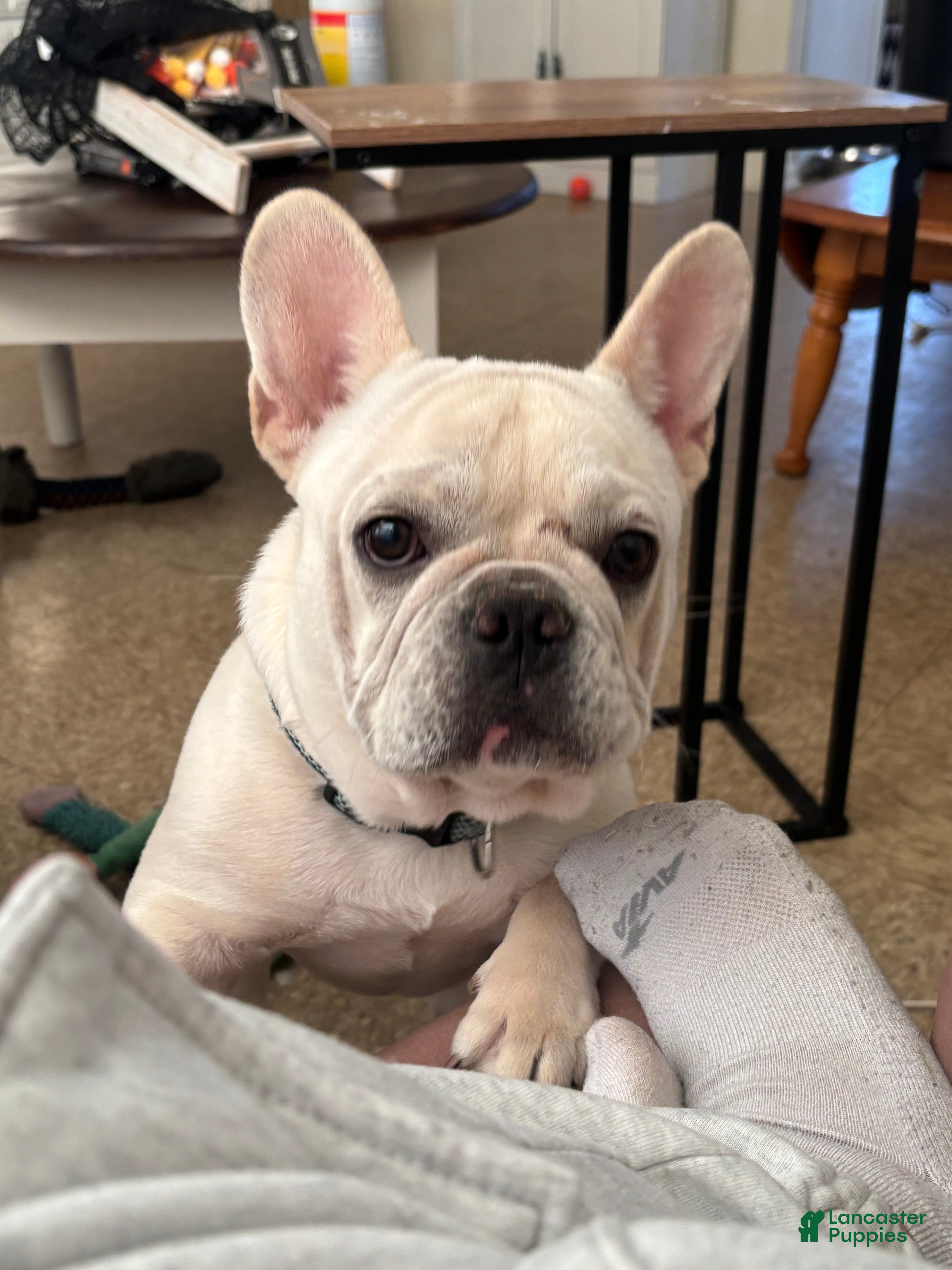 French Bulldog dogs French Bulldog Puppy 1 - Ad 42