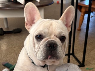 French Bulldog dogs French Bulldog Puppy 1 - Ad 42