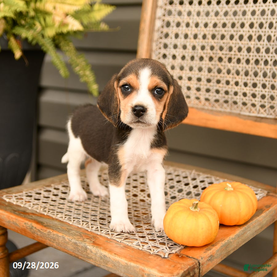 Beagle dogs Sweetie - Ad 2