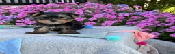 Yorkshire Terrier dogs for sale: Ivy - Ad 10