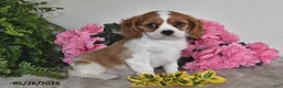 Cavalier King Charles Spaniel dogs for sale: Daisy - Ad 3