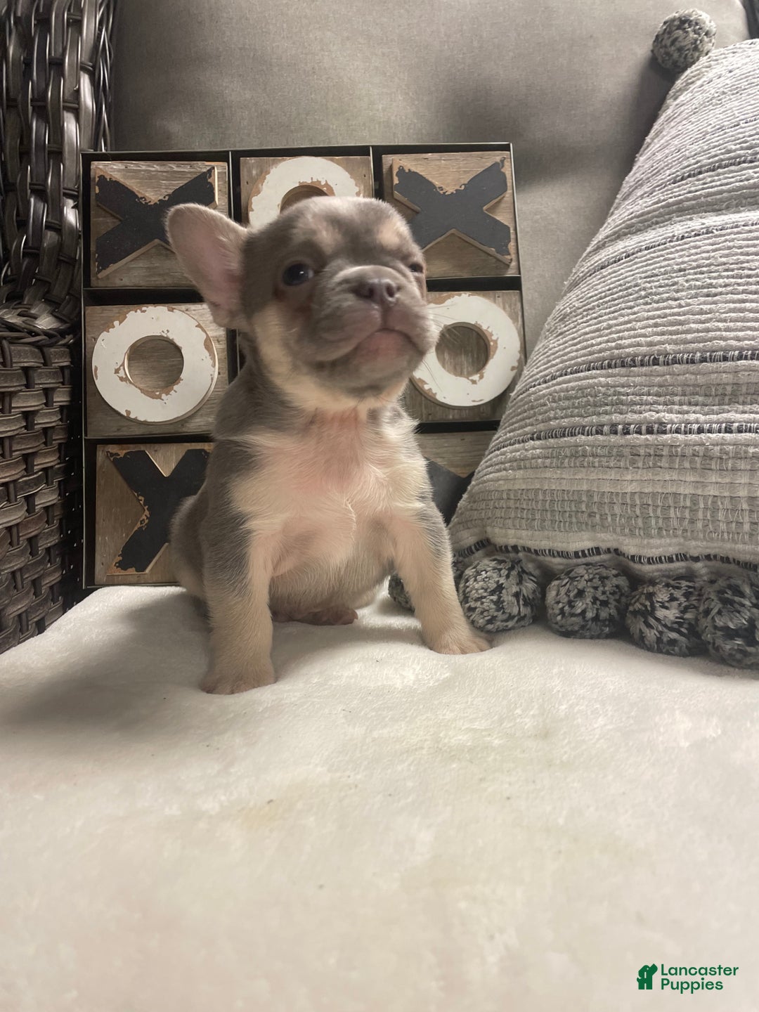 French Bulldog dogs for sale: French Bulldog Puppy 4 - Ad 3