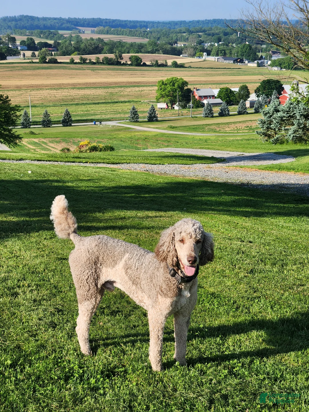 Standard Poodle dogs for sale: Champ - Ad 4