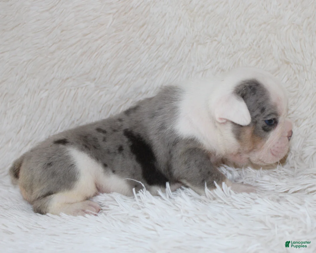English Bulldog dogs for sale: Hayes - Ad 1