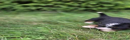 Bernedoodle dogs for sale: Bernedoodle Silver - Ad 5