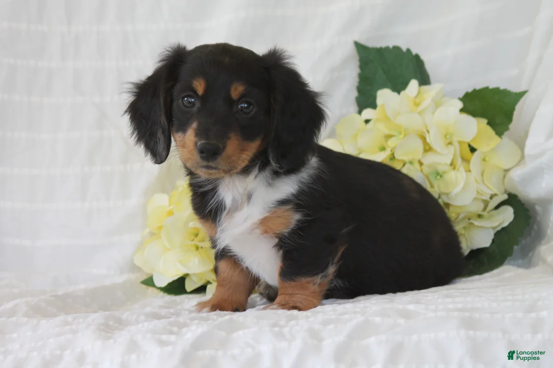 Dachshund dogs for sale: Ollie - Ad 3