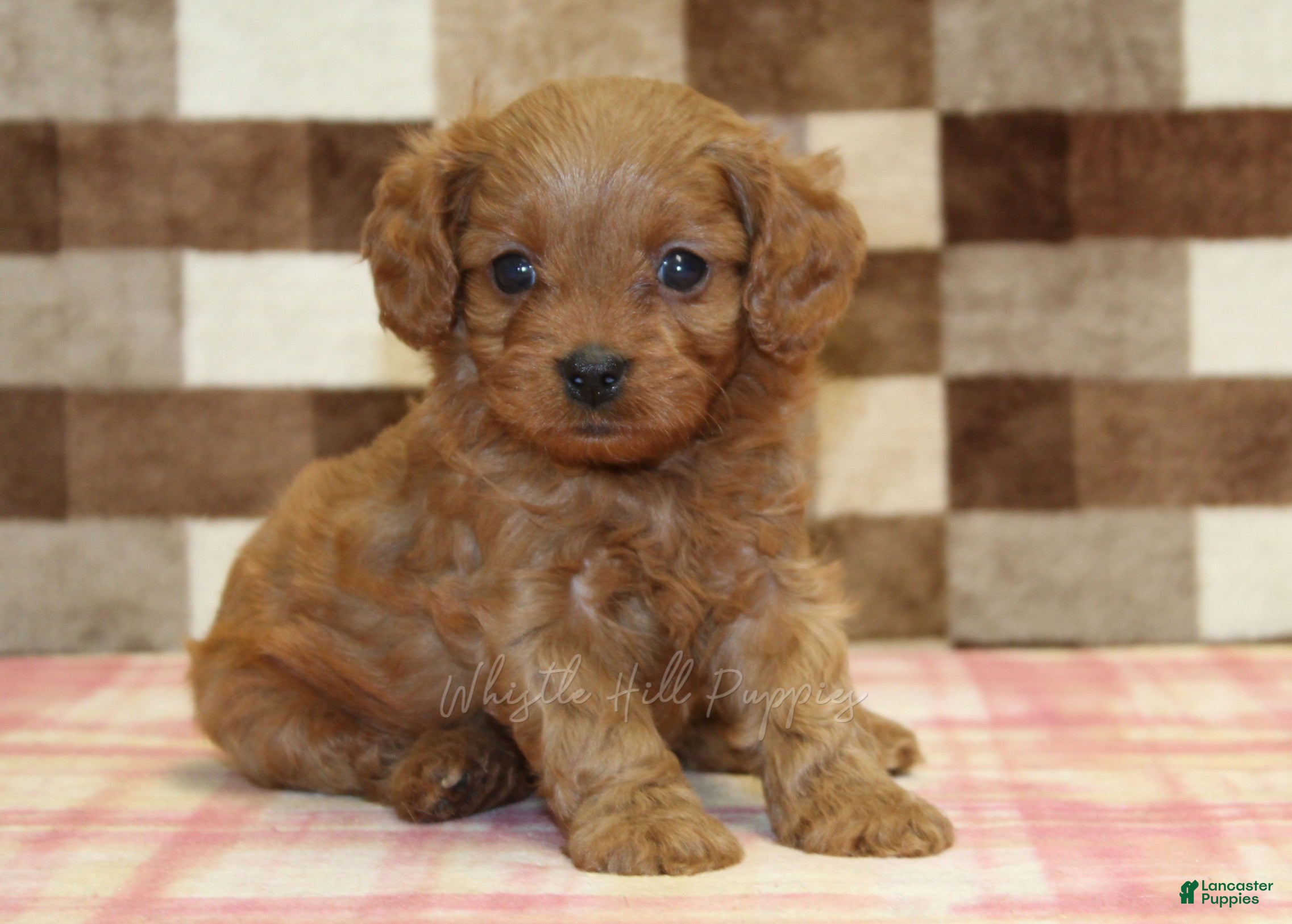 Cavapoo dogs Dora - Ad 1