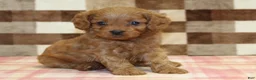 Cavapoo dogs for sale: Dora - Ad 5