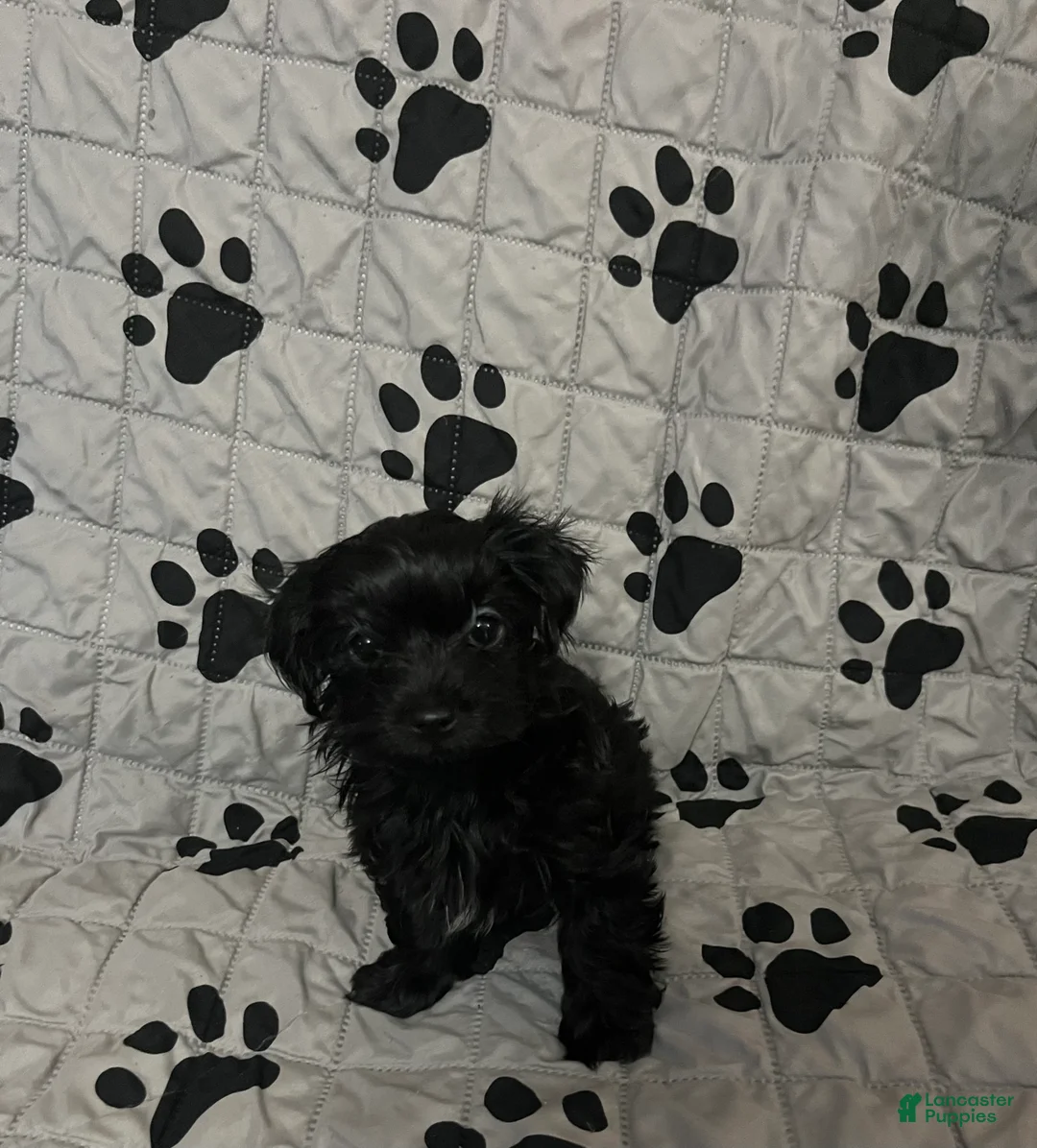 Yorkiepoo dogs for sale: Black Beauty (BB) - Ad 4