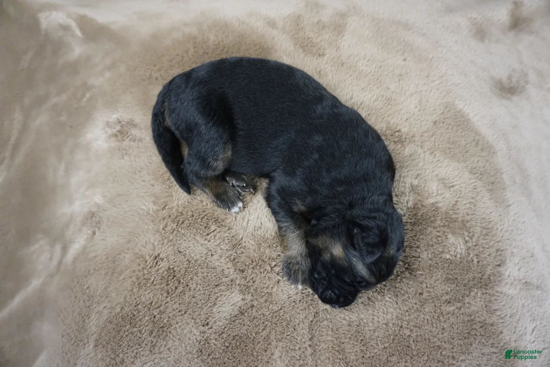 German Shepherd dogs for sale: Caleesi - Ad 2