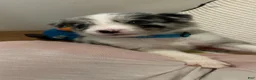 Border Collie dogs for sale: Jason Crabb - Ad 11