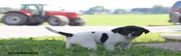 Toy Fox Terrier dogs for sale: Tipper - Ad 12