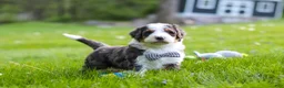 Bernedoodle dogs for sale: Rockey - Ad 6