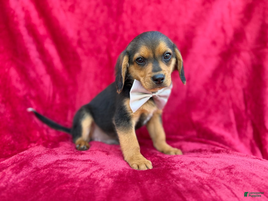 Beagle dogs for sale: Goose - Ad 9
