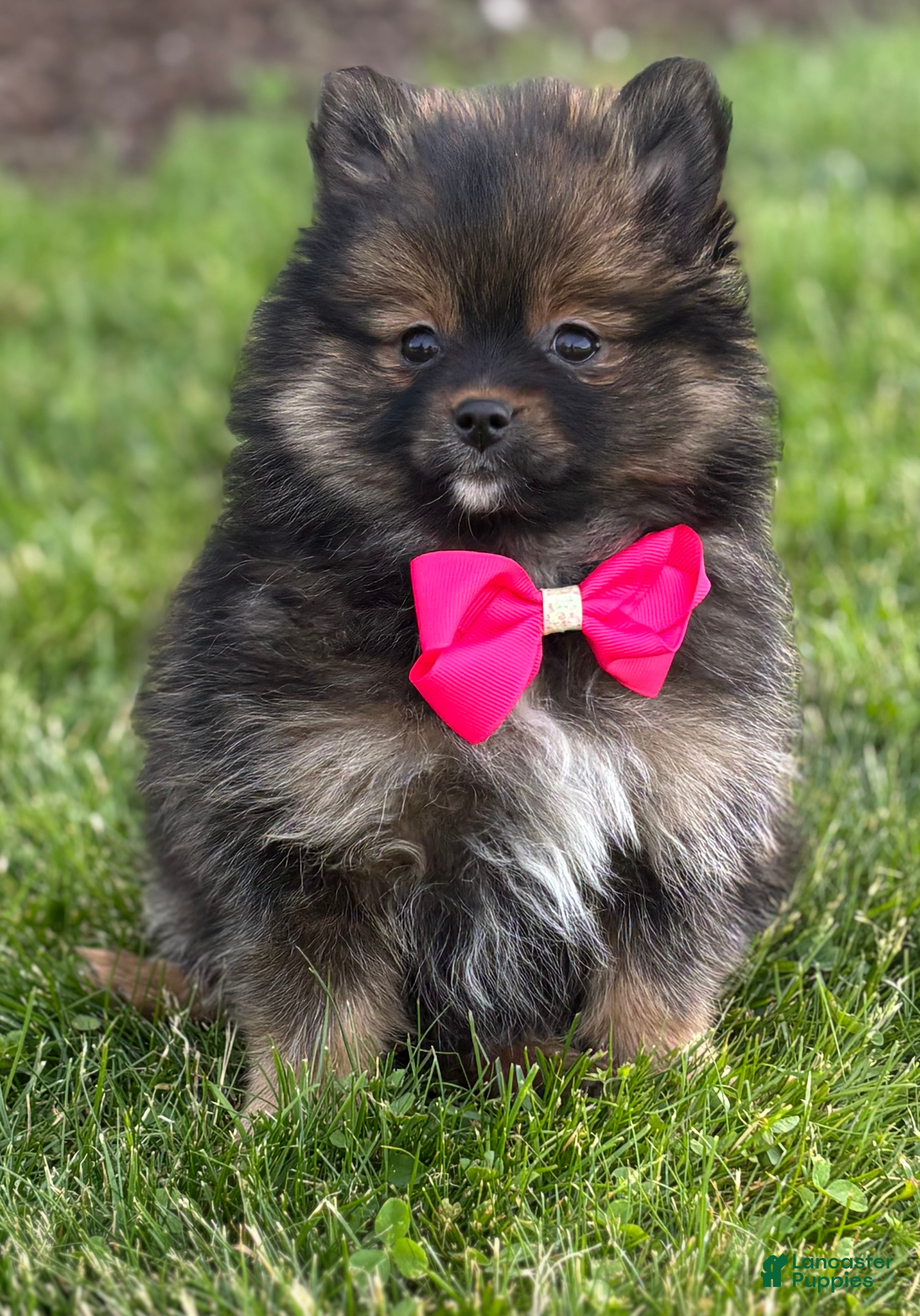 Pomeranian dogs for sale: Muffin  - Ad 6