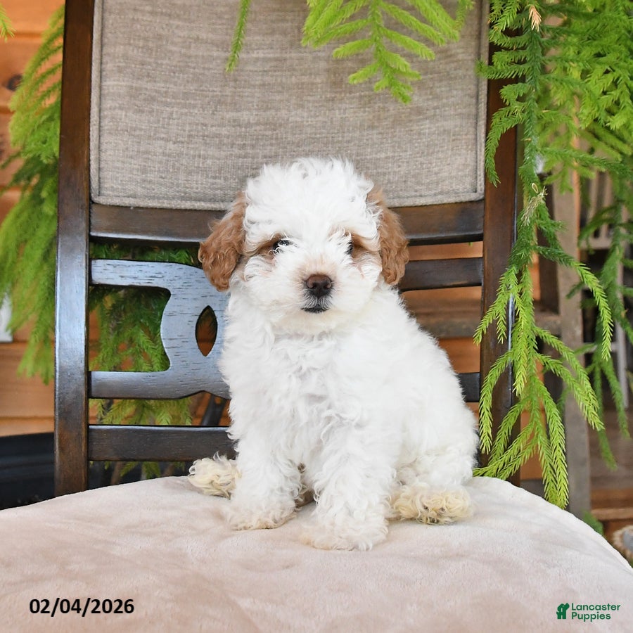 Maltipoo dogs Fluffy Jewel - Ad 2