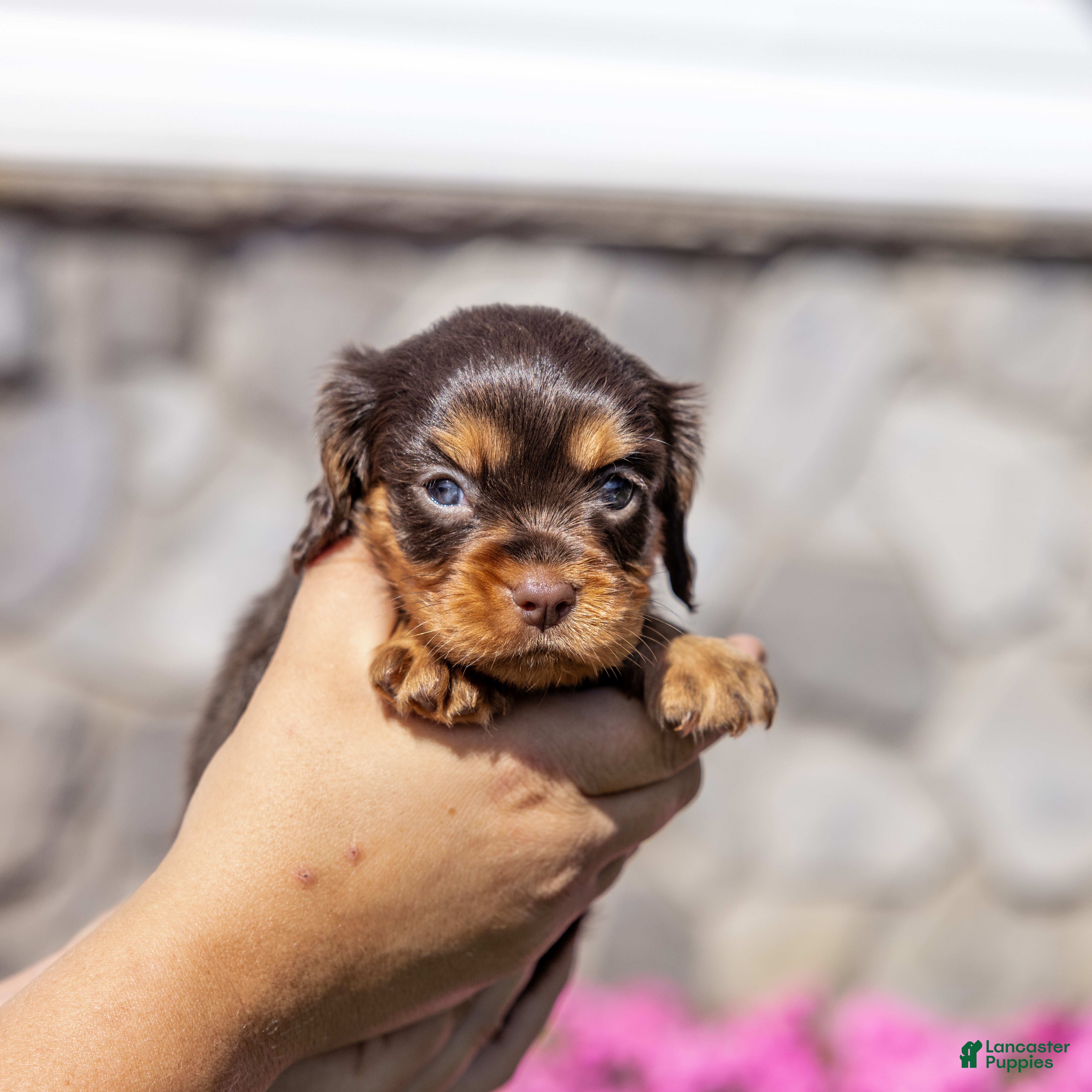 Cavalier King Charles Spaniel dogs Maisy - Ad 2