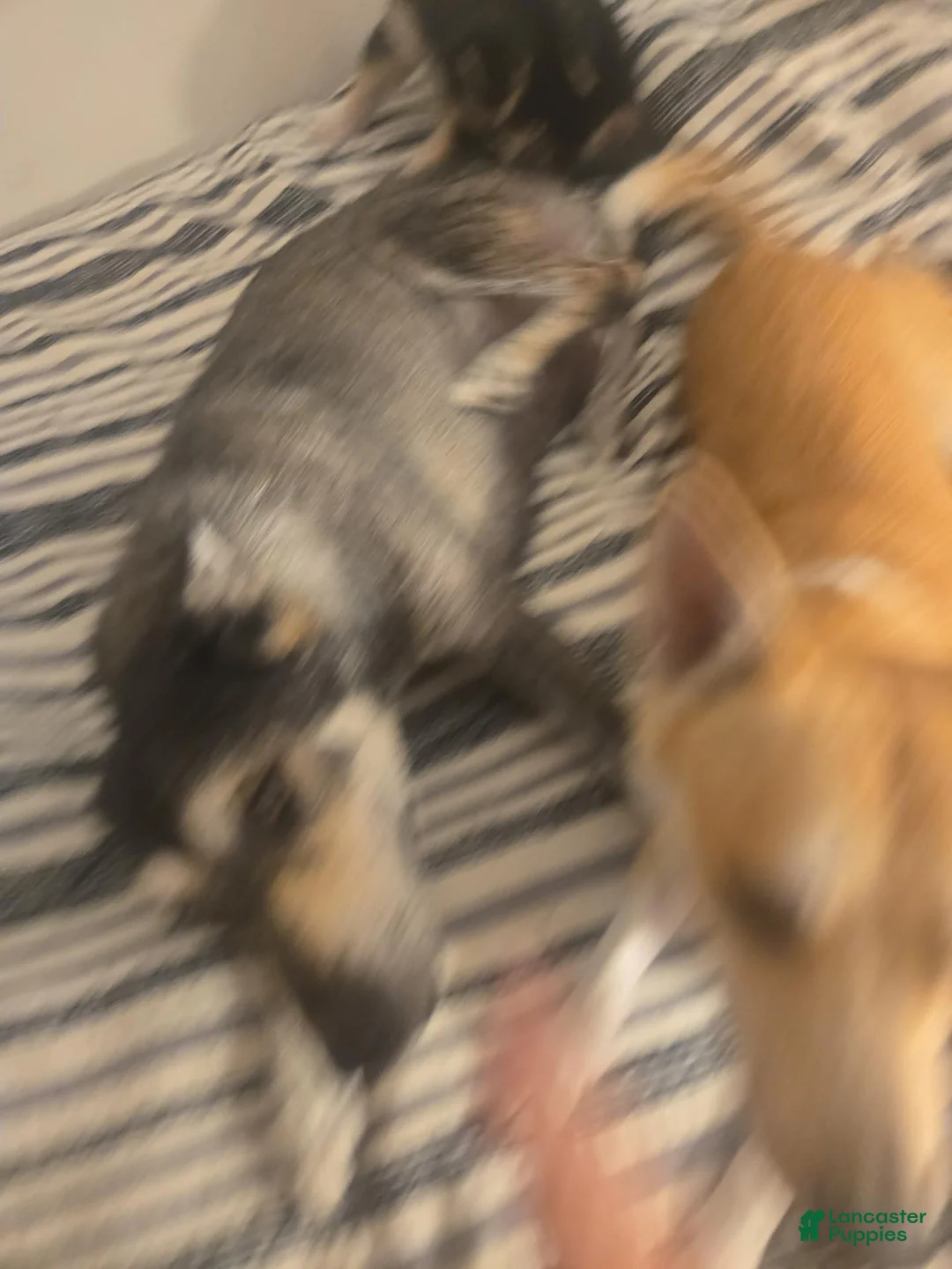 Mixed Breed dogs for sale: Mixed Breed 7 - Ad 2
