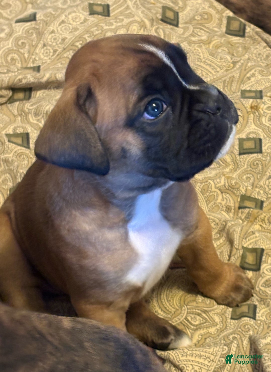 Boxer dogs for sale: Buddy - Ad 6