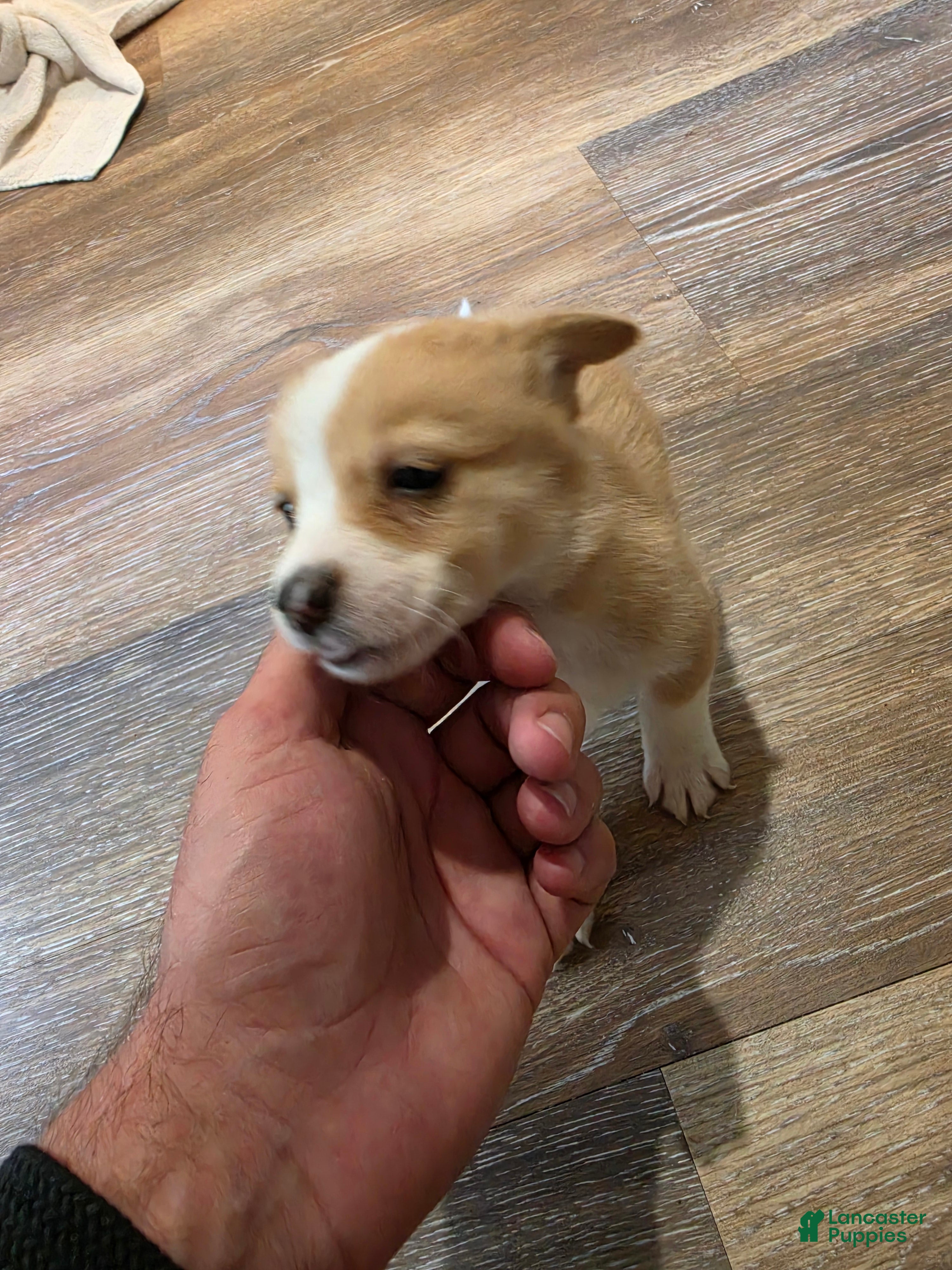 Mixed Breed dogs Chonk - Ad 30