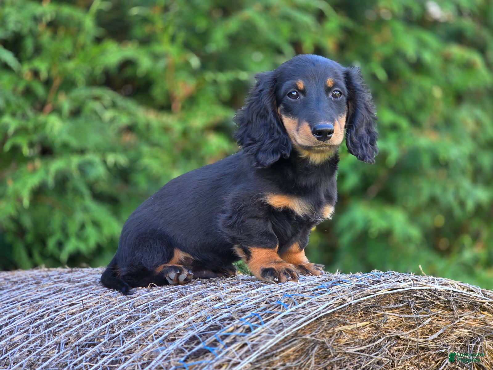 Miniature Dachshund dogs Miniature Dachshund Griffin - Ad 14