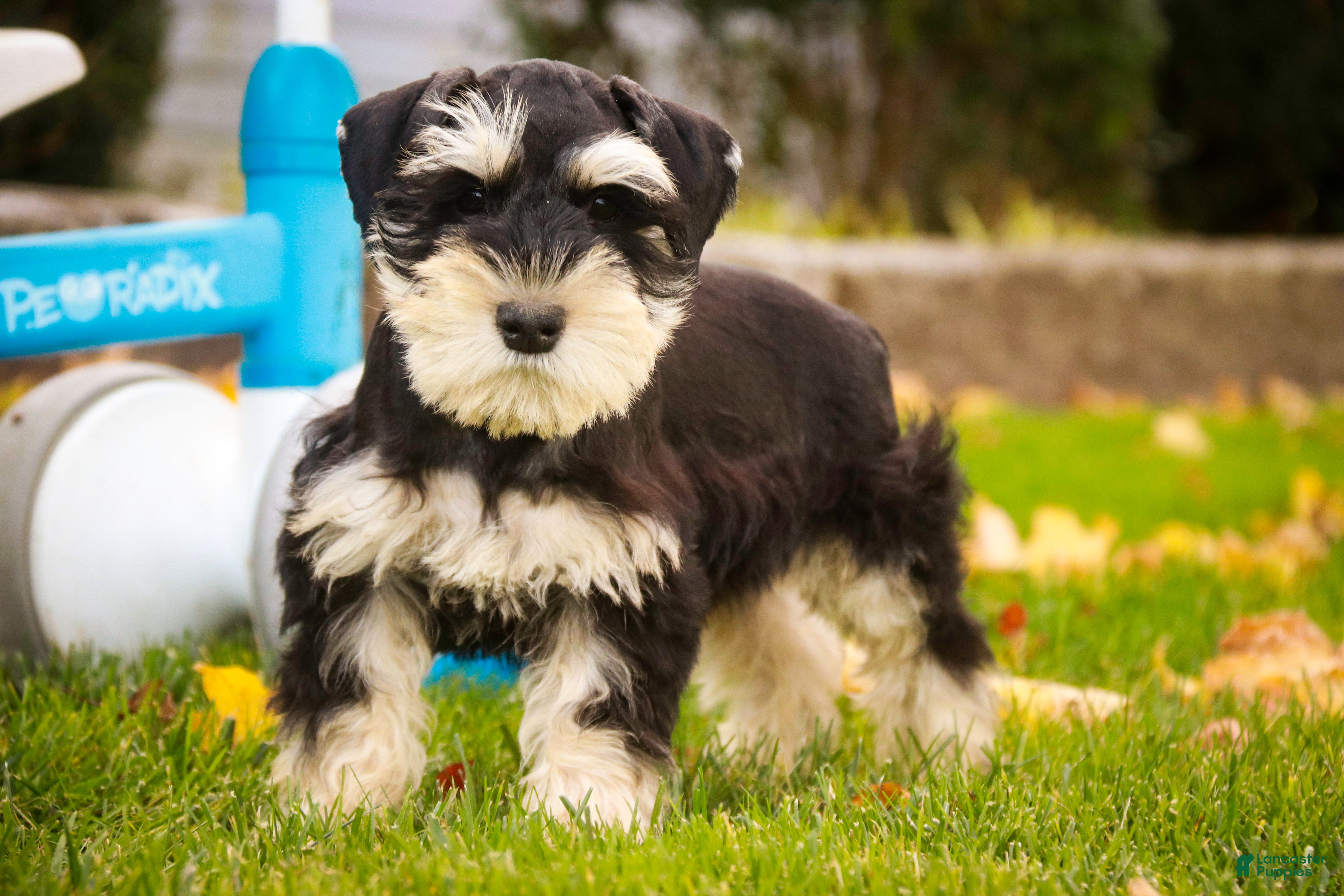 Miniature Schnauzer dogs Frederic - Ad 29