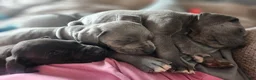 Great Dane dogs for sale: Great Dane Puppy Daisy - Ad 11