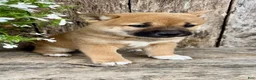 Shiba Inu dogs for sale: Olive - Ad 4