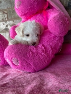 Schnoodle dogs Tiara - Ad 2