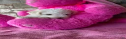 Schnoodle dogs for sale: Tiara - Ad 2