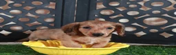 Miniature Dachshund dogs for sale: Bunny Darling ACA Red/black Mini Dachshund - Ad 4
