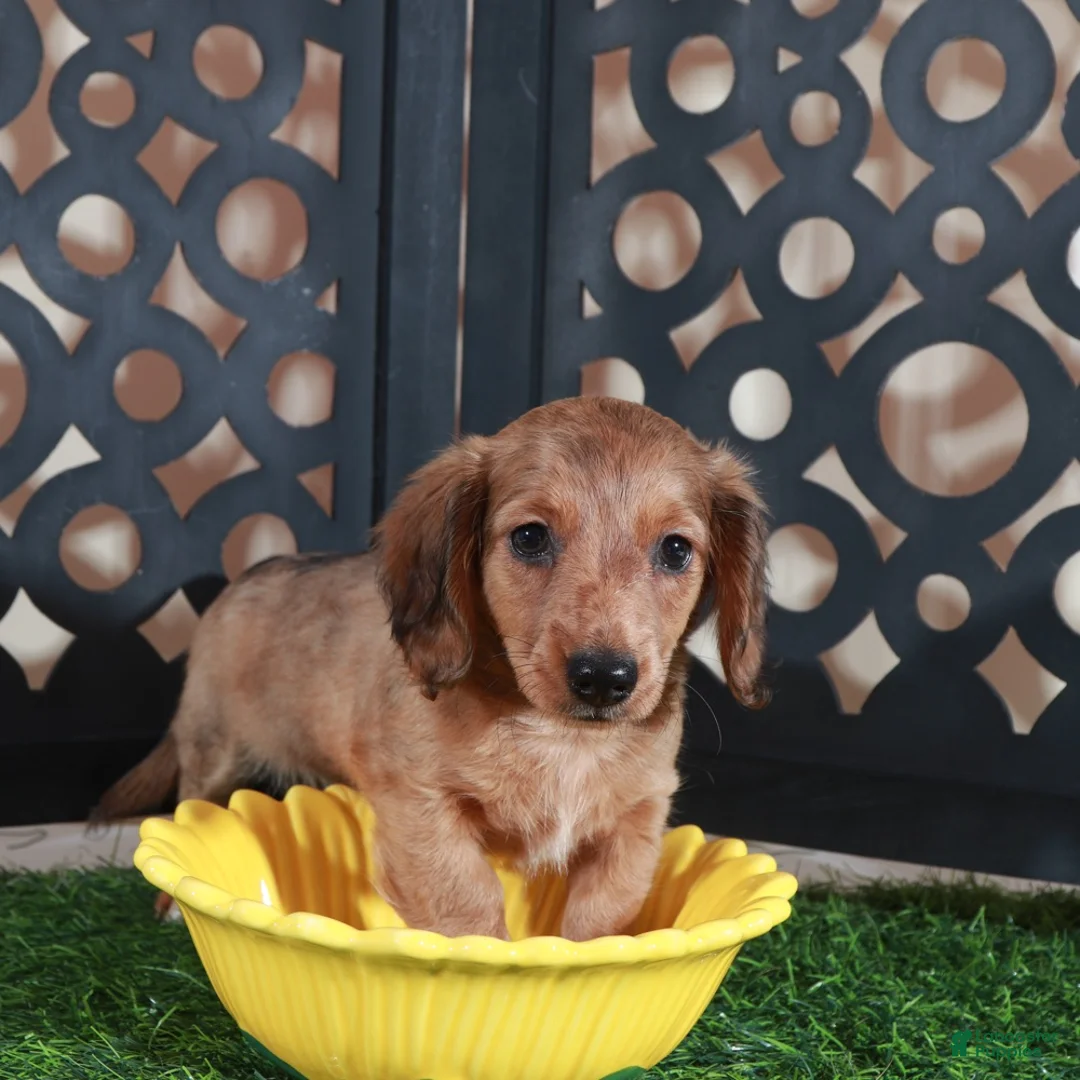 Miniature Dachshund dogs for sale: Bunny Darling ACA Red/black Mini Dachshund - Ad 4