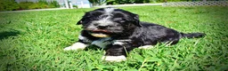 Havapoo dogs for sale: Taz - Ad 11