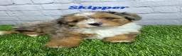 Mini Bernedoodle dogs for sale: Skipper  - Ad 4