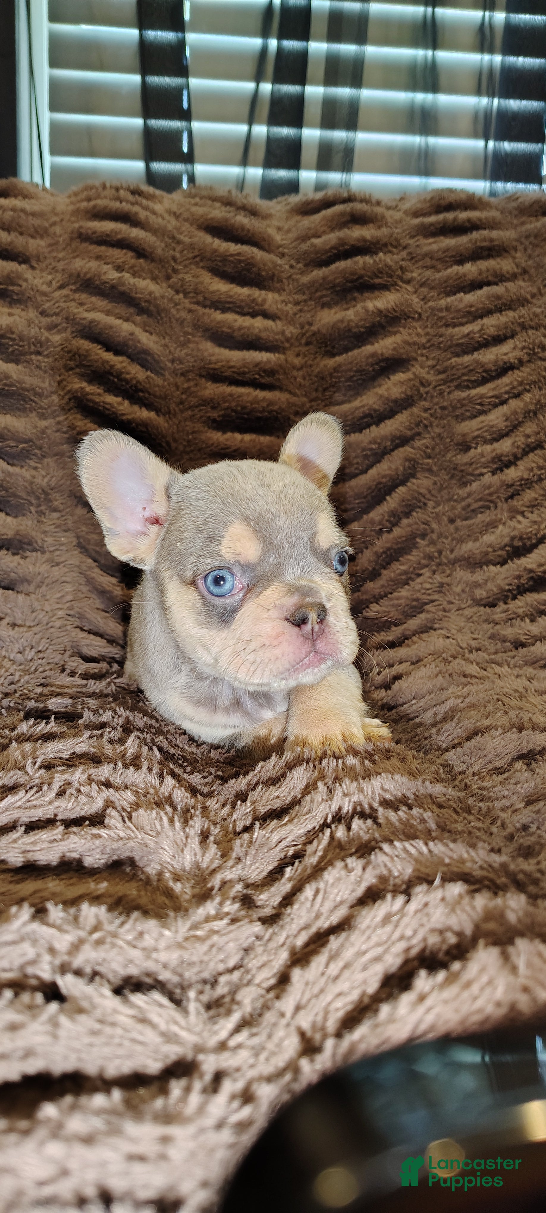 French Bulldog dogs Huey - Ad 1