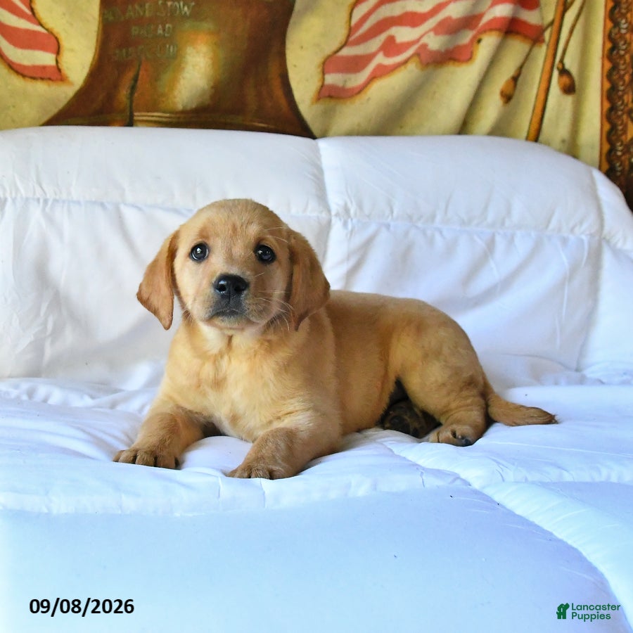 Labrador Retriever dogs Rosie - Ad 2