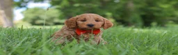 Mini Goldendoodle dogs for sale: Benji - Ad 3