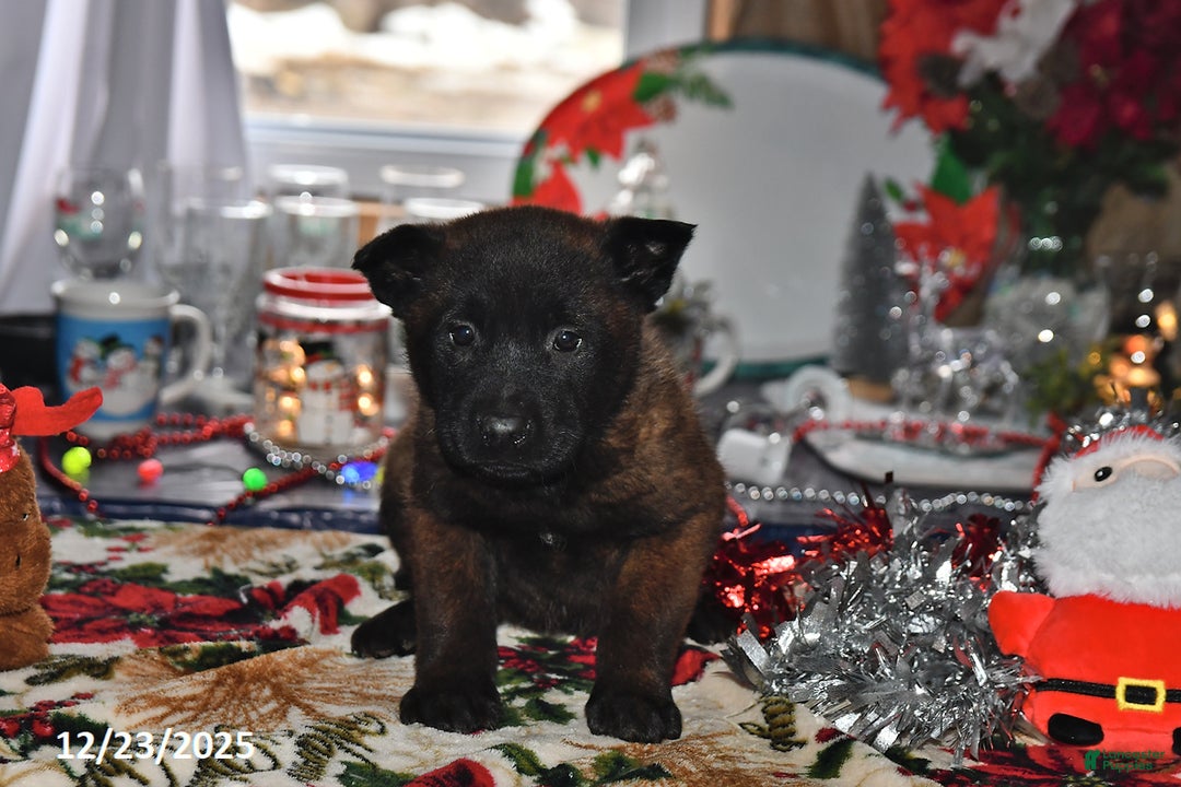 Belgian Malinois dogs for sale: Lacey - Ad 3