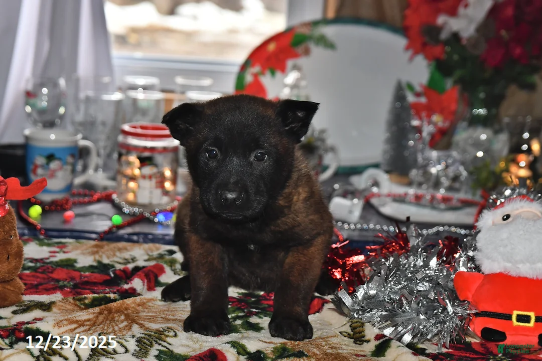 Belgian Malinois dogs for sale: Lacey - Ad 8
