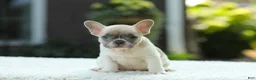 French Bulldog dogs for sale: Jade - Ad 6