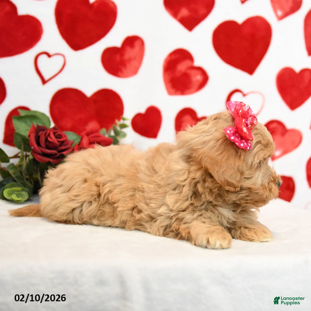 Mixed Breed dogs for sale: Duchess - Ad 3