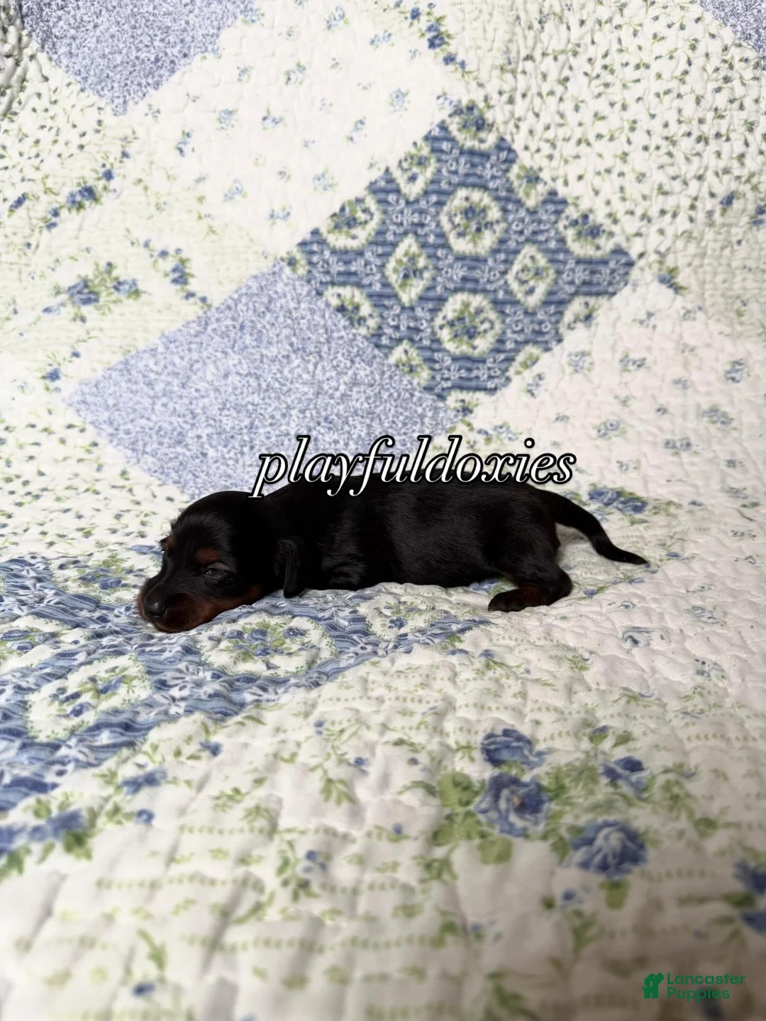 Dachshund dogs for sale:  AKC Black & Tan Long Haired Female Dachshund ALL Clear - Ad 8