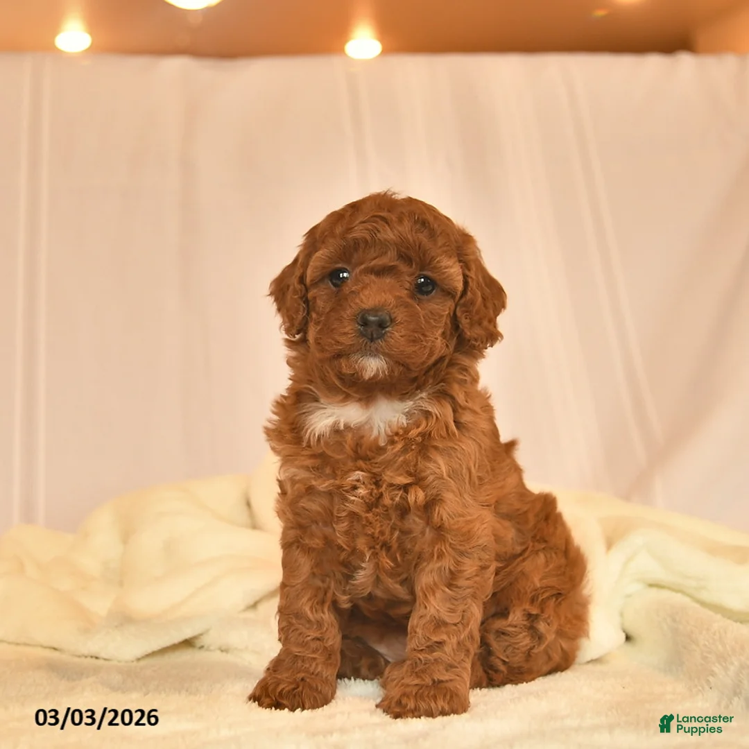 Toy Poodle dogs for sale: Emma  - Ad 1