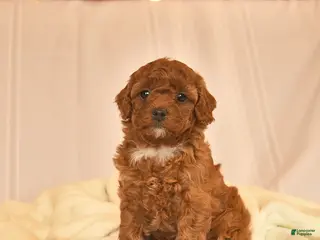 Toy Poodle dogs for sale: Emma - Ad 3
