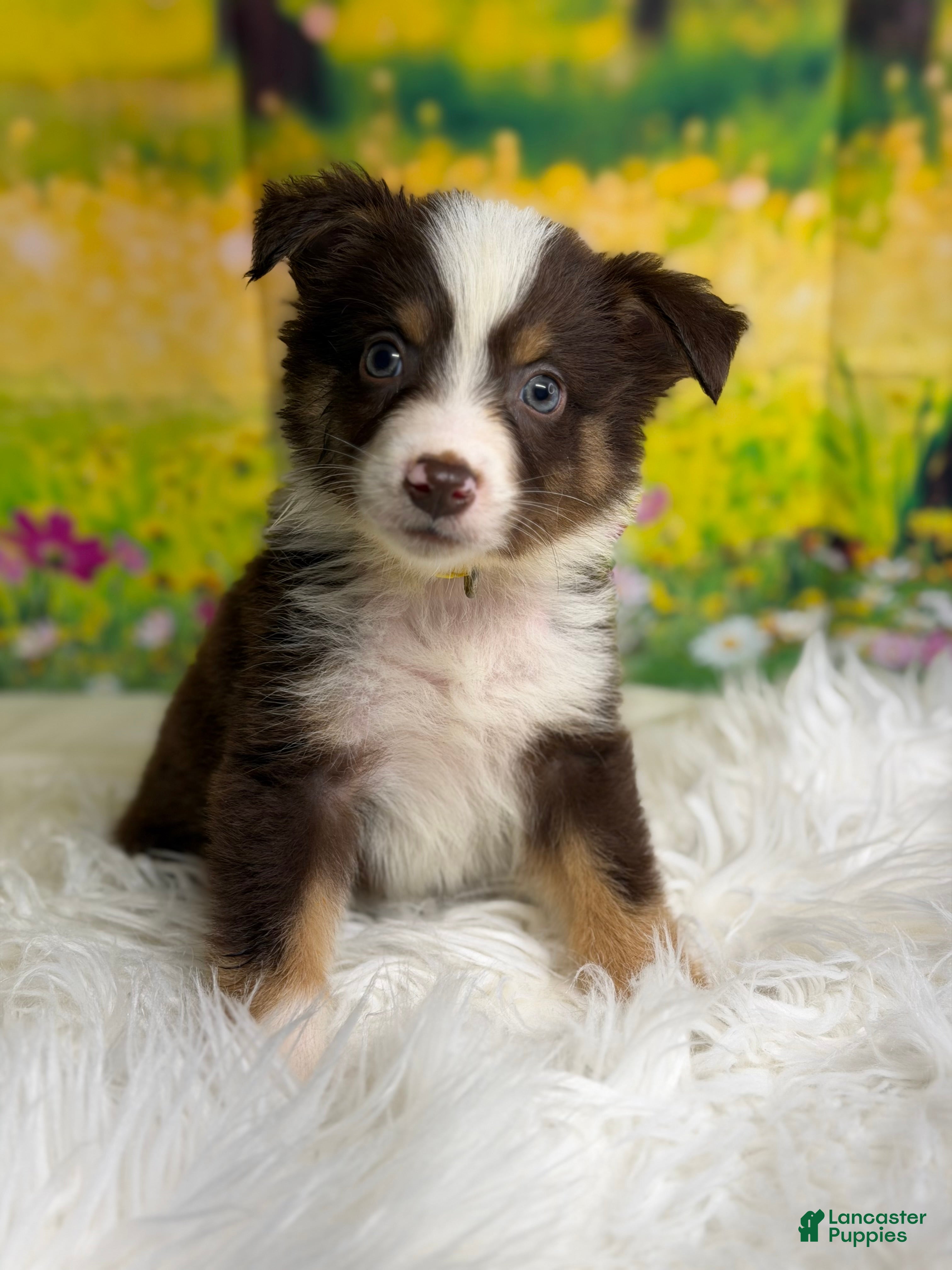 Australian Shepherd dogs Australian Shepherd Bogo - Ad 2
